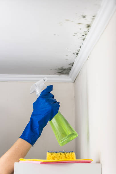 Trusted Simpsonville, KY Mold Removal Experts