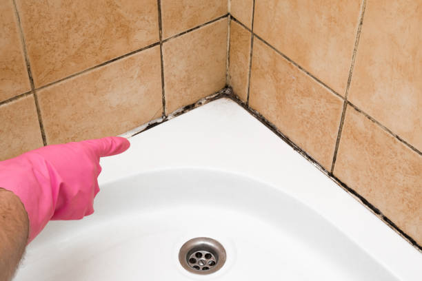 Best Mold Damage Repair  in Simpsonville, KY